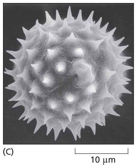 A micrograph shows the structure of a spherical pollen grain about 20 micrometers in diameter.