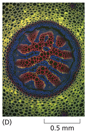 A micrograph shows the cross sectional view of a fern stem about 1 millimeter in diameter.