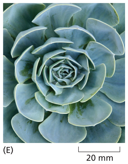 A micrograph shows a succulent cactus flower in which the leaves are arranged spirally.