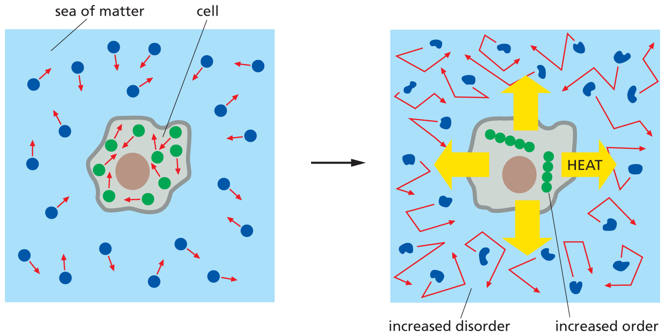 A two-part illustration depicts the second law of thermodynamics in living cells.