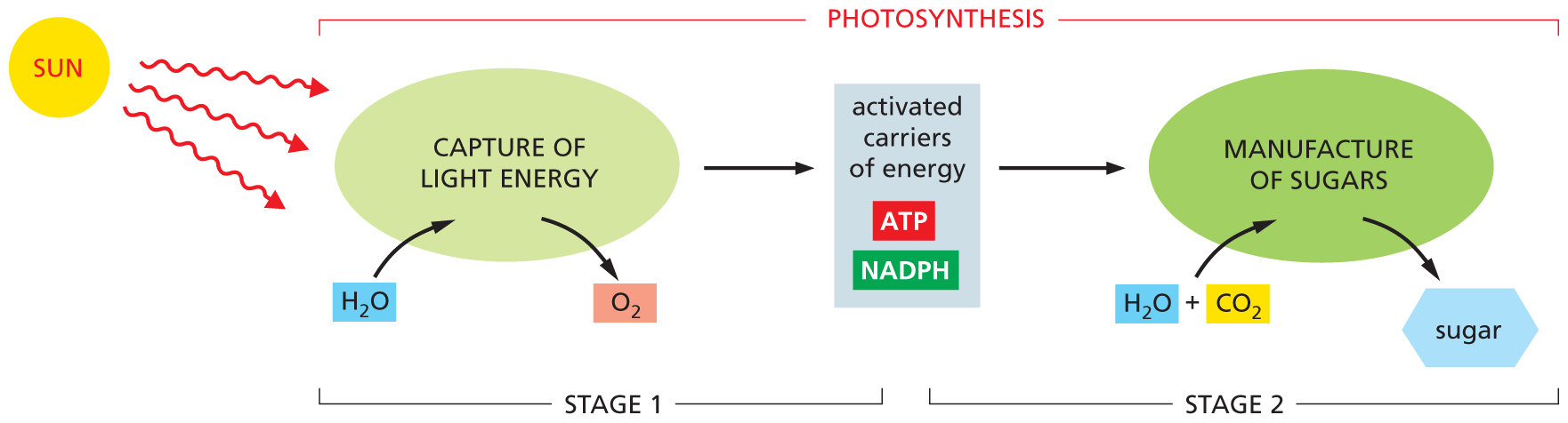 An illustration depicts stage 1 and 2 of photosynthesis.