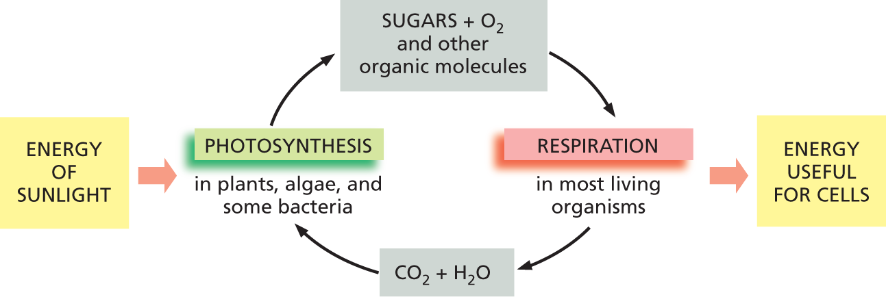 A flow chart depicts the photosynthesis and cell respiration process in living cells.