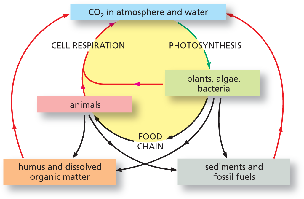 An illustration shows carbon atoms cycle.