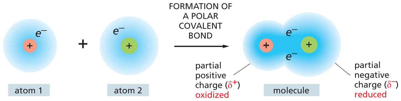 An illustration shows atom 1 reacting with atom 2 to form a polar covalent bond in the product molecule.