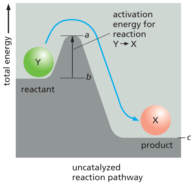 A graph depicts the uncatalyzed reaction pathway.