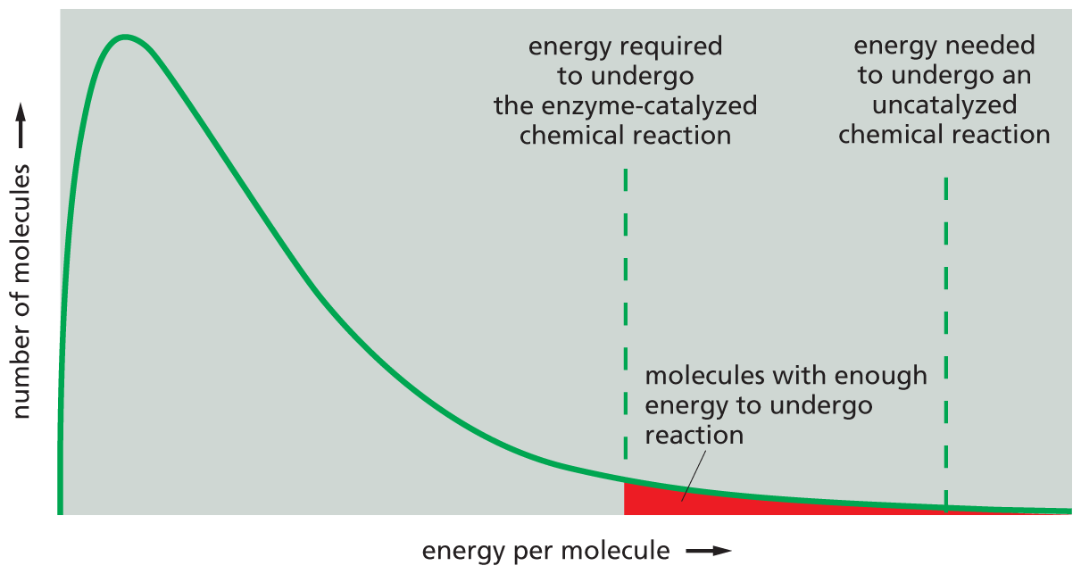 A graph shows that lowering the activation energy increases the probability of a reaction occurring.