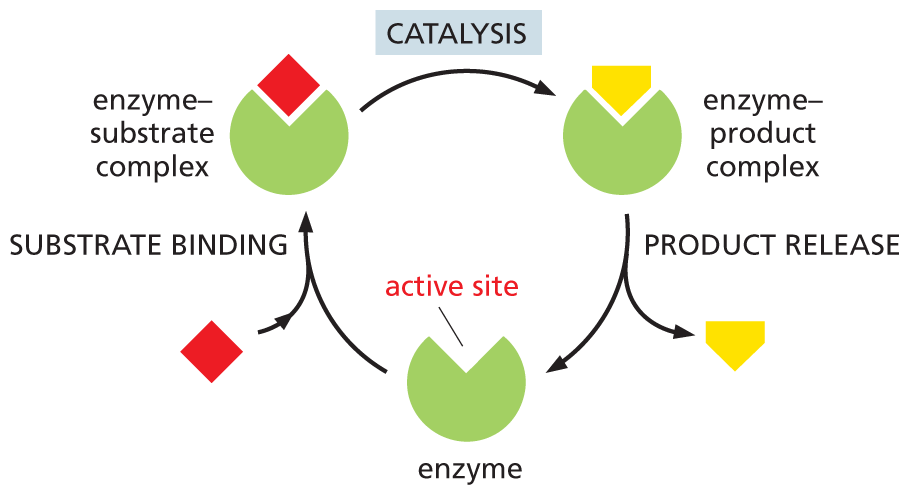 An illustration shows the cycle of catalysis.