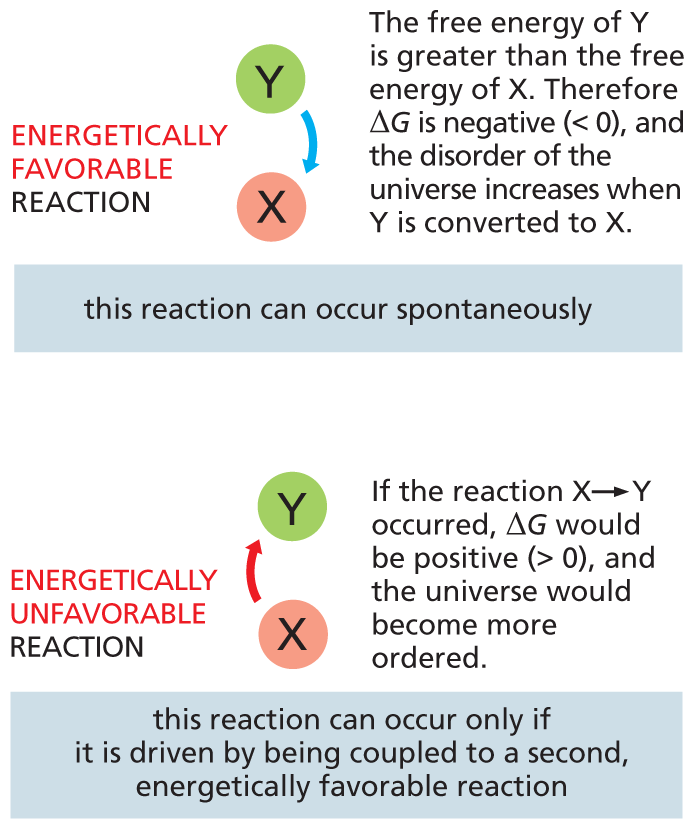 An illustration shows the free energy change in energetically favorable and unfavorable reactions.