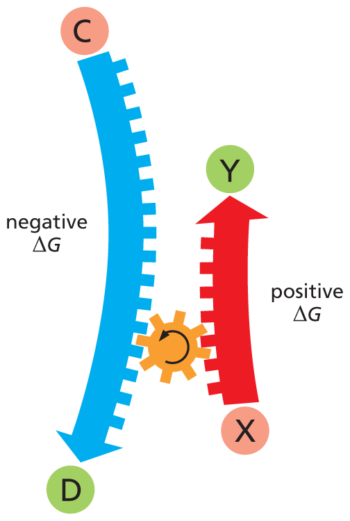 An illustration shows reaction coupling in an energetically unfavorable reaction.