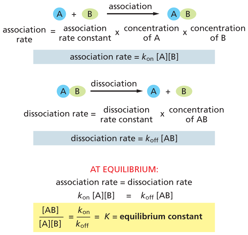 An illustration shows the relationship between equilibrium constant and the concentrations of the reactants and product.