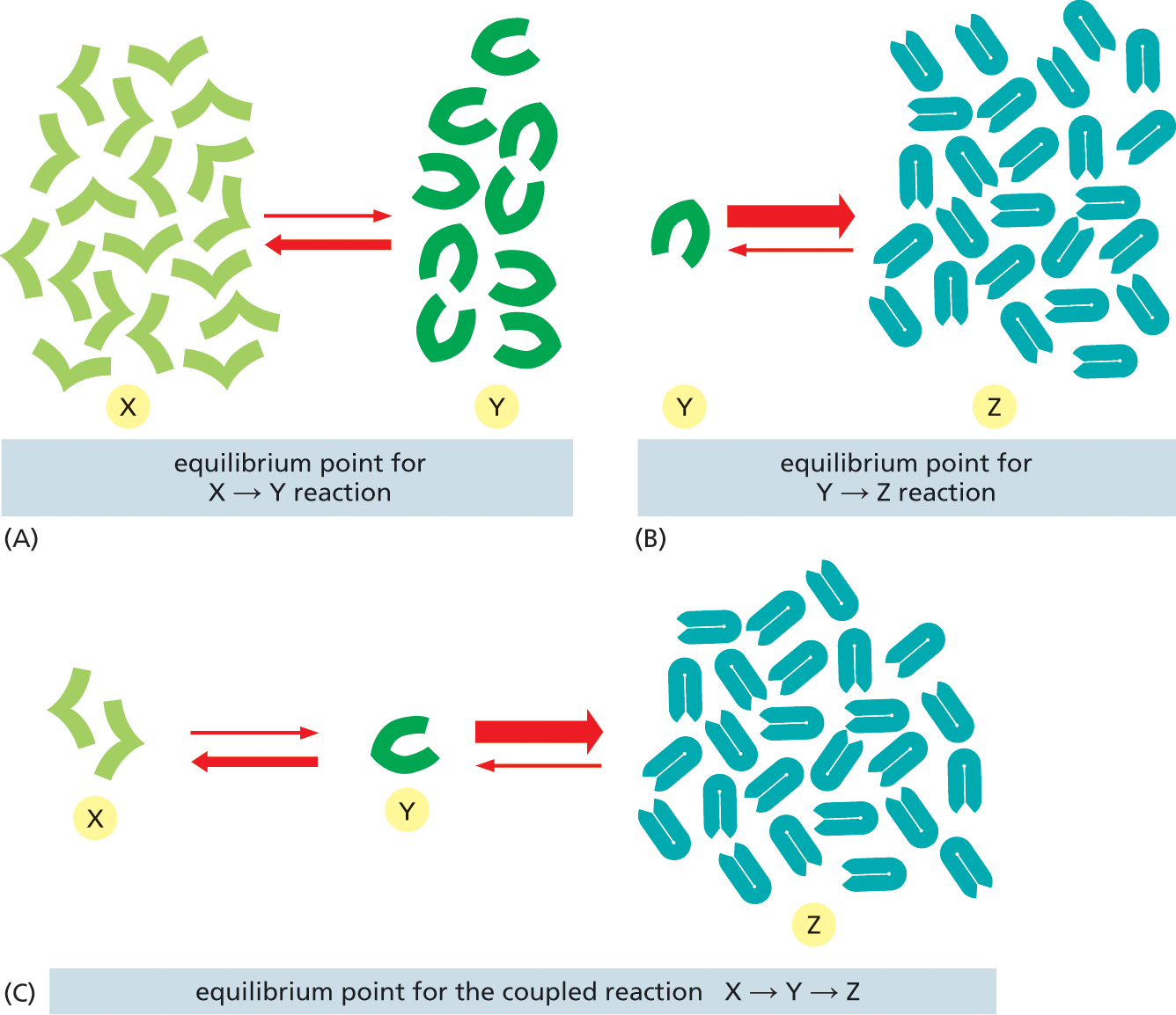 A set of three illustrations depicts how the equilibria of sequential reactions can have the net effect of a chemical siphon.