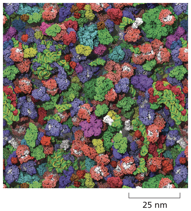 A schematic shows closely packed macromolecules in the cytosol on a scale of 25 nanometers.