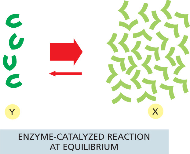 An illustration shows an enzyme catalyzed reaction at equilibrium.