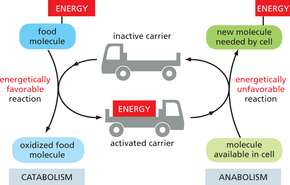 An illustration shows how carriers can store and transfer energy in metabolism.