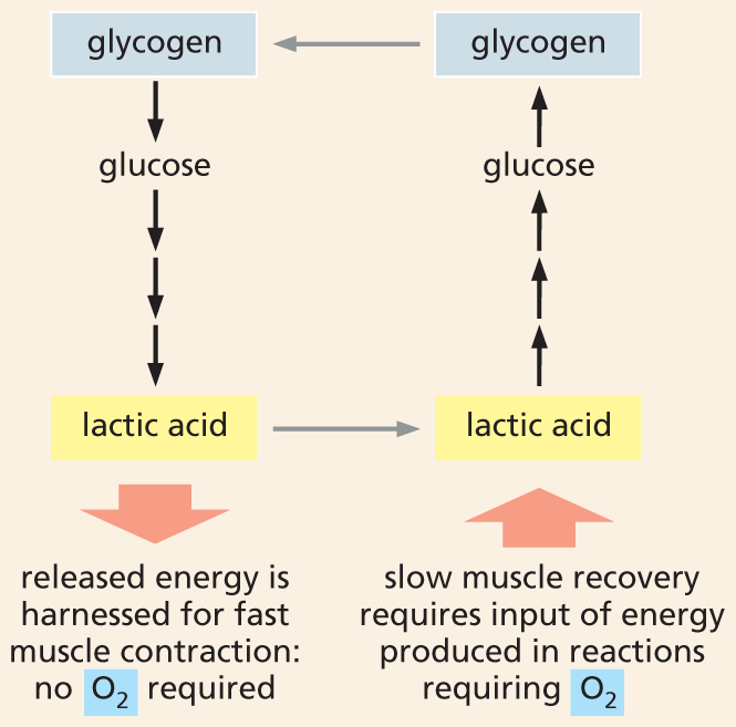 A flow chart shows the formerly hypothesized lactic acid cycle.