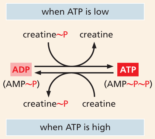 A flow chart shows how creatine phosphate stores energy.