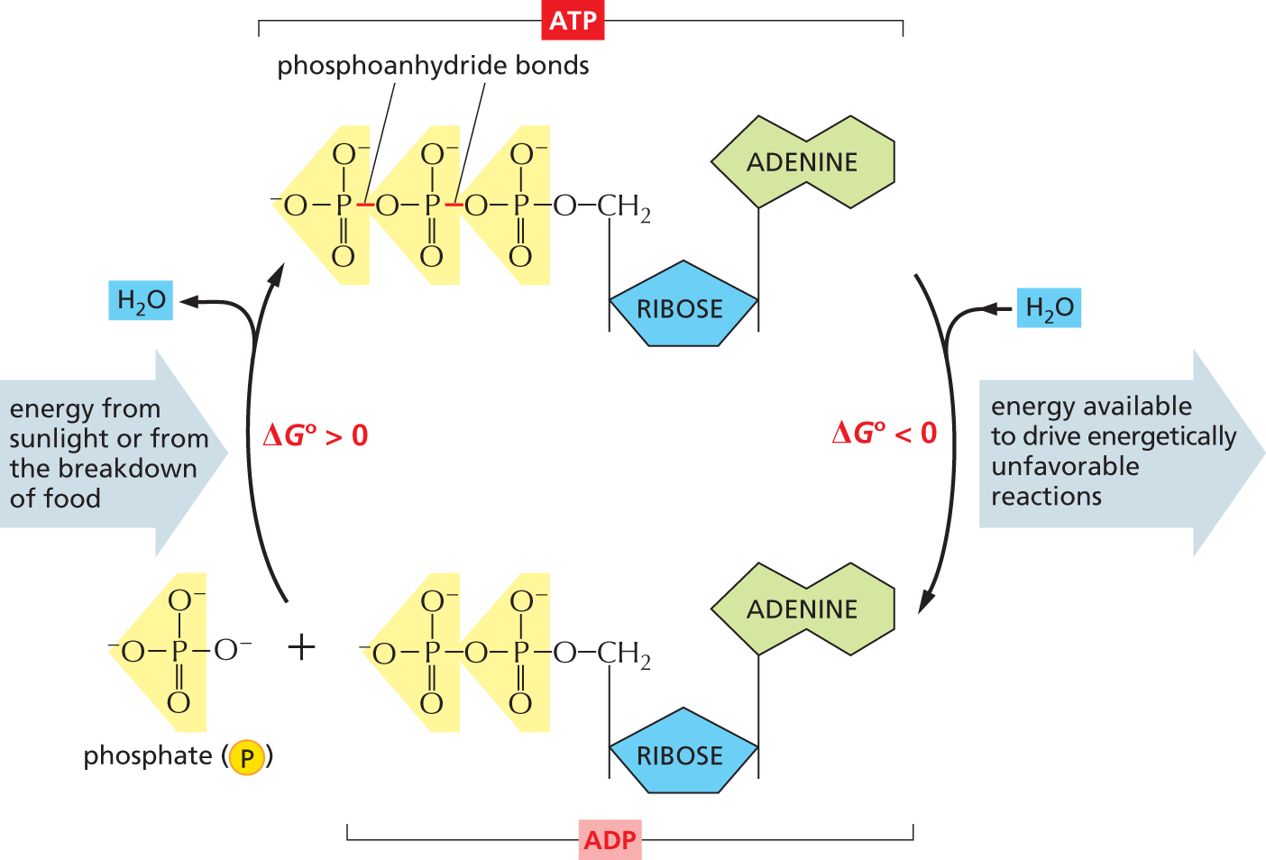 A cyclic flowchart shows the interconversion of A T P and A D P.