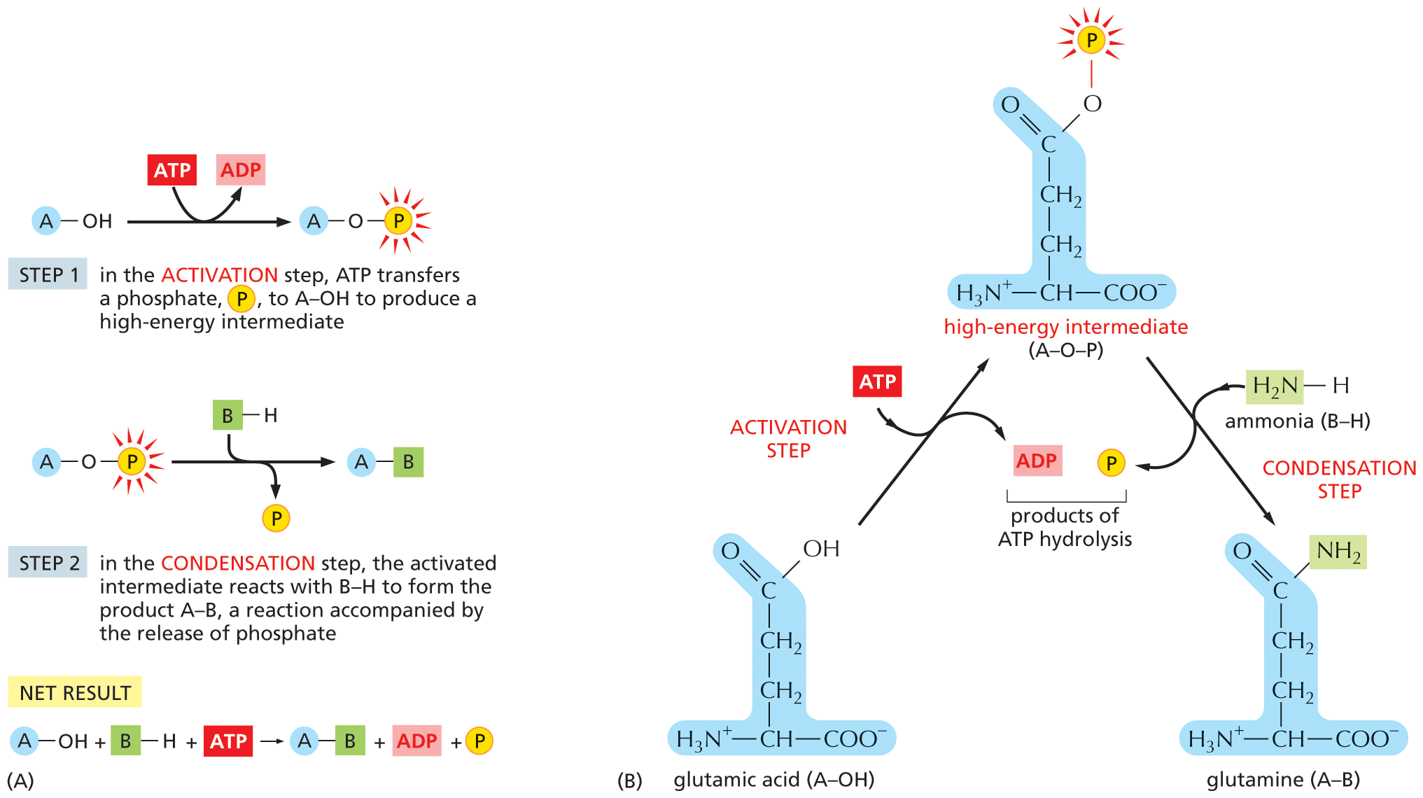 A two-part illustration, A and B, shows a schematic of a biosynthetic reaction and a specific example, respectively.