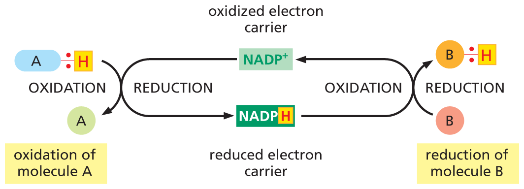 A flow diagram illustrates coupled oxidation and reduction.