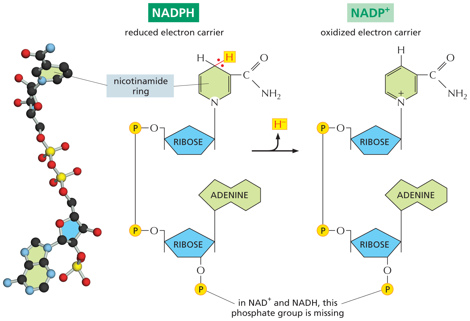 A ball and stick model of N A D P H next to a schematic N A D P H undergoing a reaction to produce N A D H.