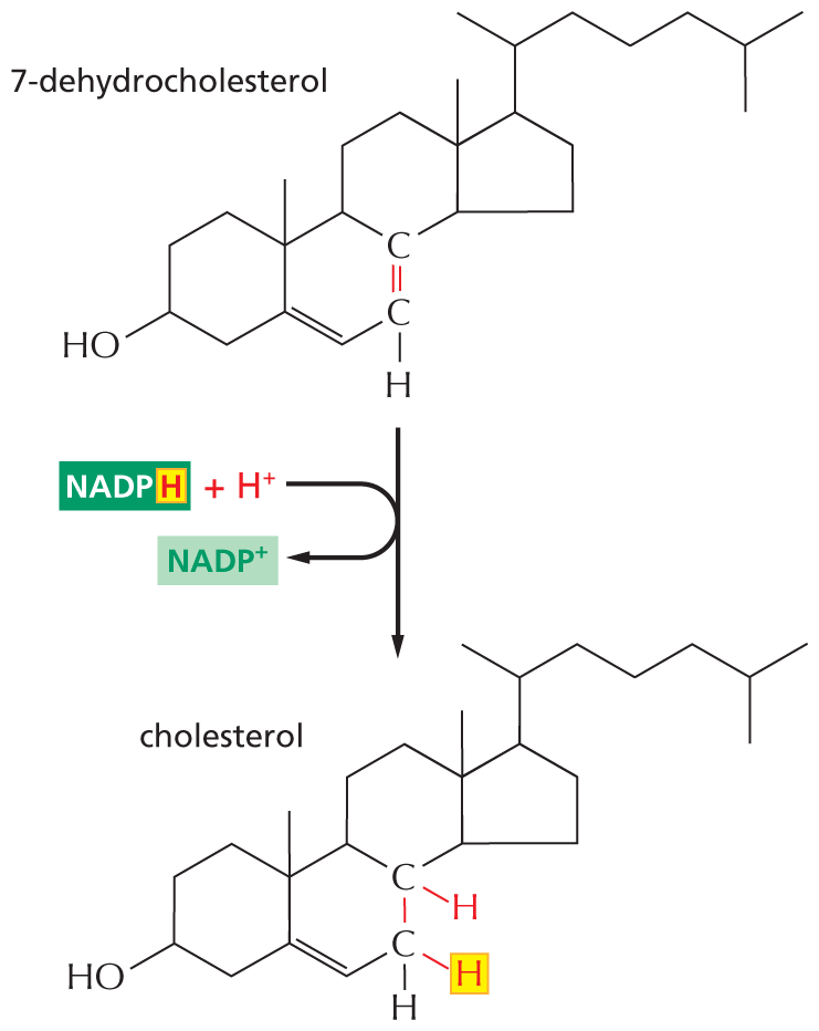 An illustration shows the reduction of 7 dehydrocholesterol to form cholesterol.