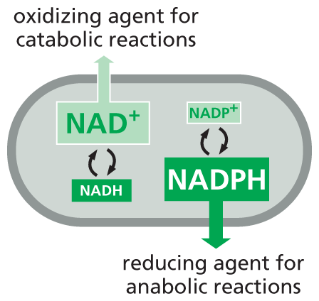 An illustration shows the role of N A D plus and N A D P H in a cell.