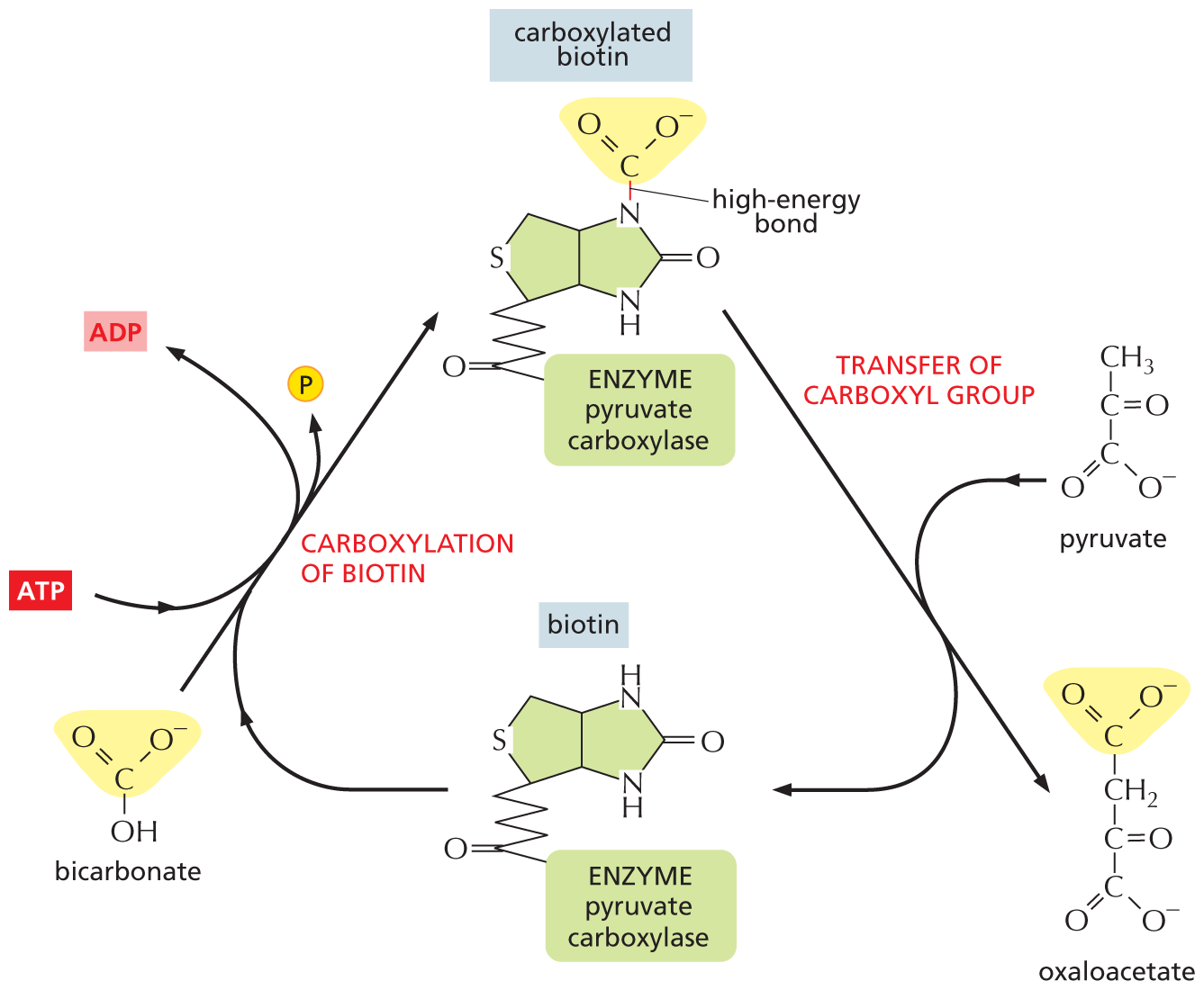 An illustration depicts the reaction for the transfer of a carboxyl group from bicarbonate to pyruvate by way of biotin.