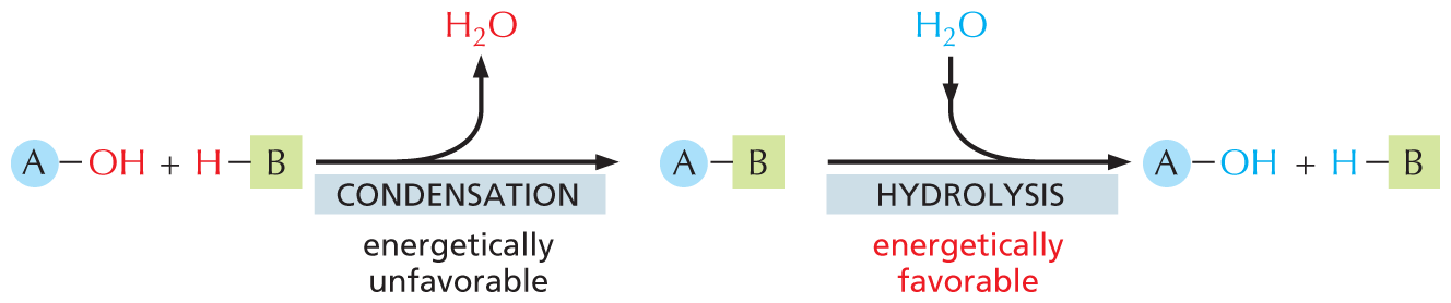 An illustration shows macromolecular synthesis and degradation.