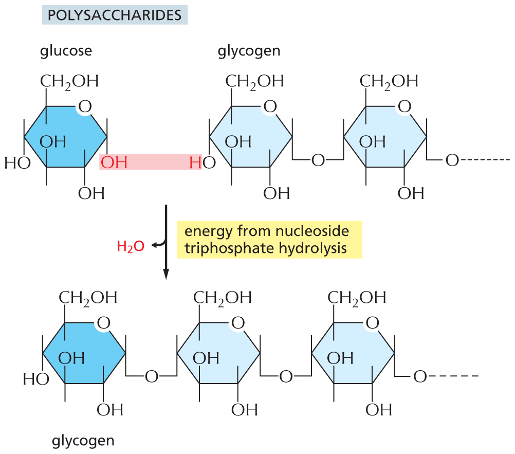 An illustration shows the synthesis of polysaccharides from glucose and glycogen, via release of water and energy input.