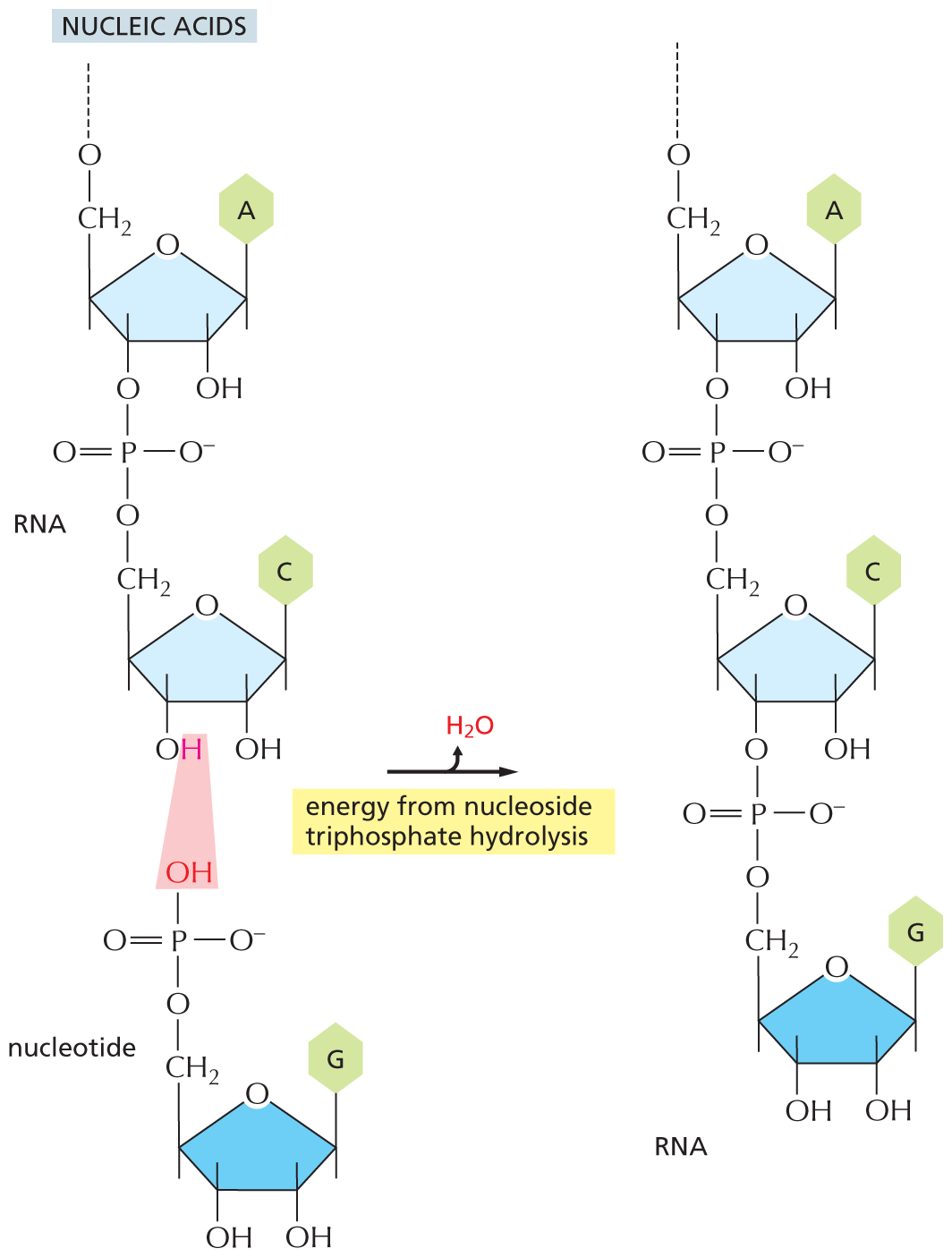 An illustration shows the synthesis of nucleic acids from R N A and a nucleotide, via release of water and energy input.