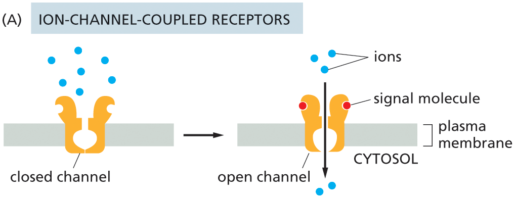 Illustration A shows the function of ion-channel coupled receptors.