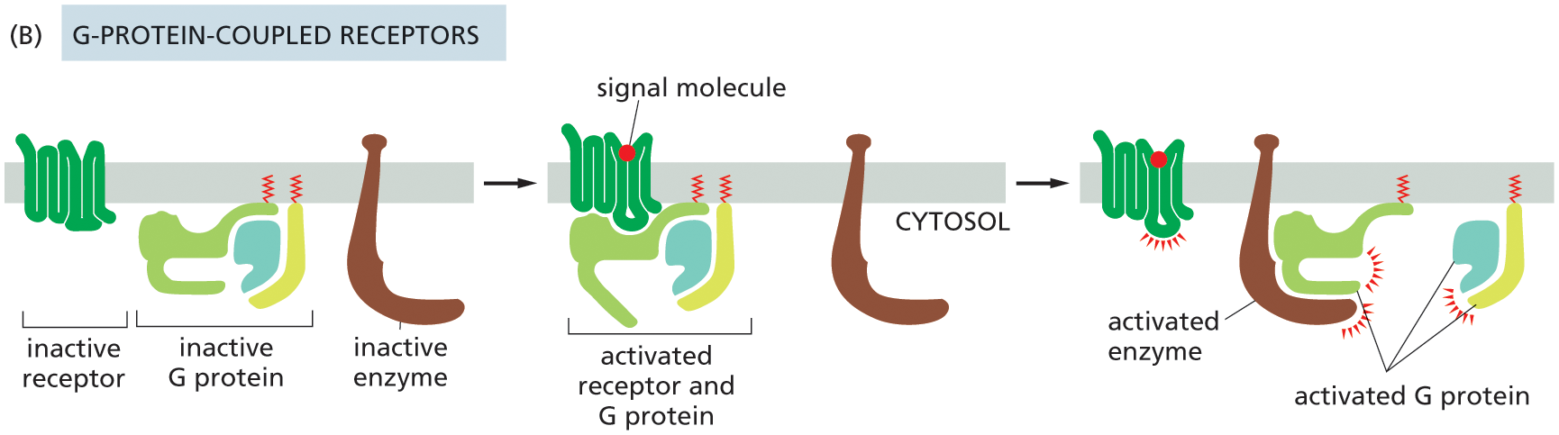 Illustration B shows the function of G-protein coupled receptors.