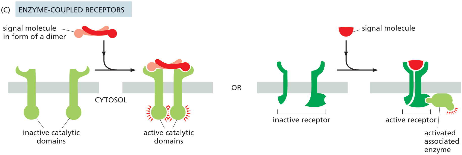 Illustration C shows the function of enzyme-coupled receptors.