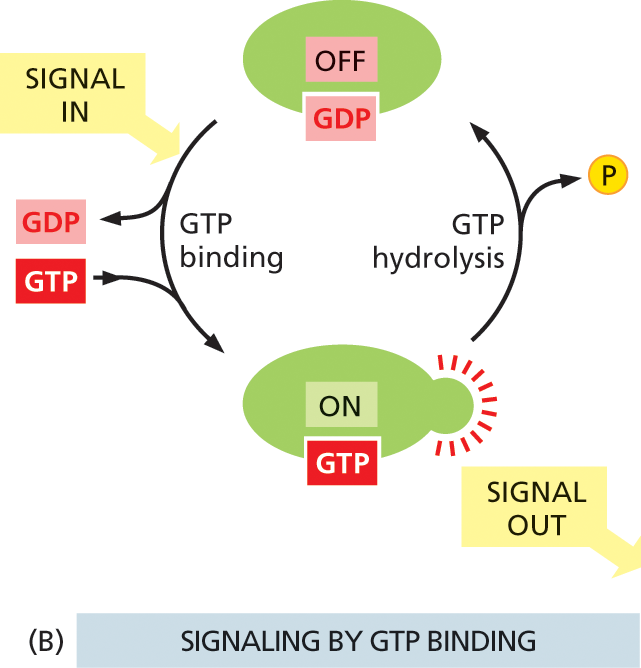 Illustration B shows cyclic process of signaling by protein phosphorylation.