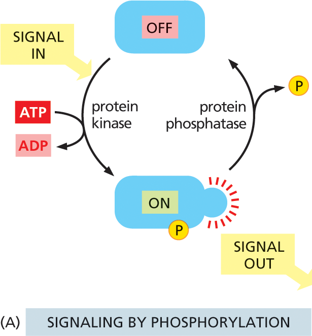 Illustration A shows the cyclic process of signaling by protein phosphorylation.