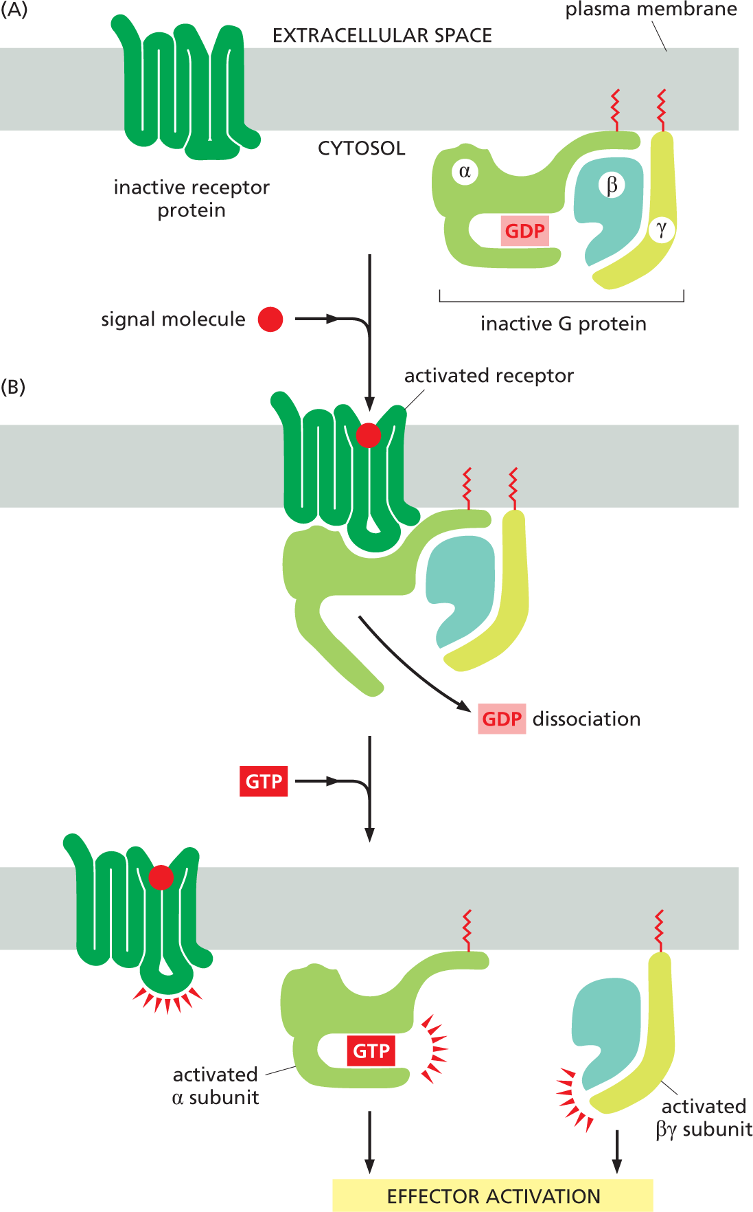 Two illustrations A and B show the function of G P C R subunits in effector activation.