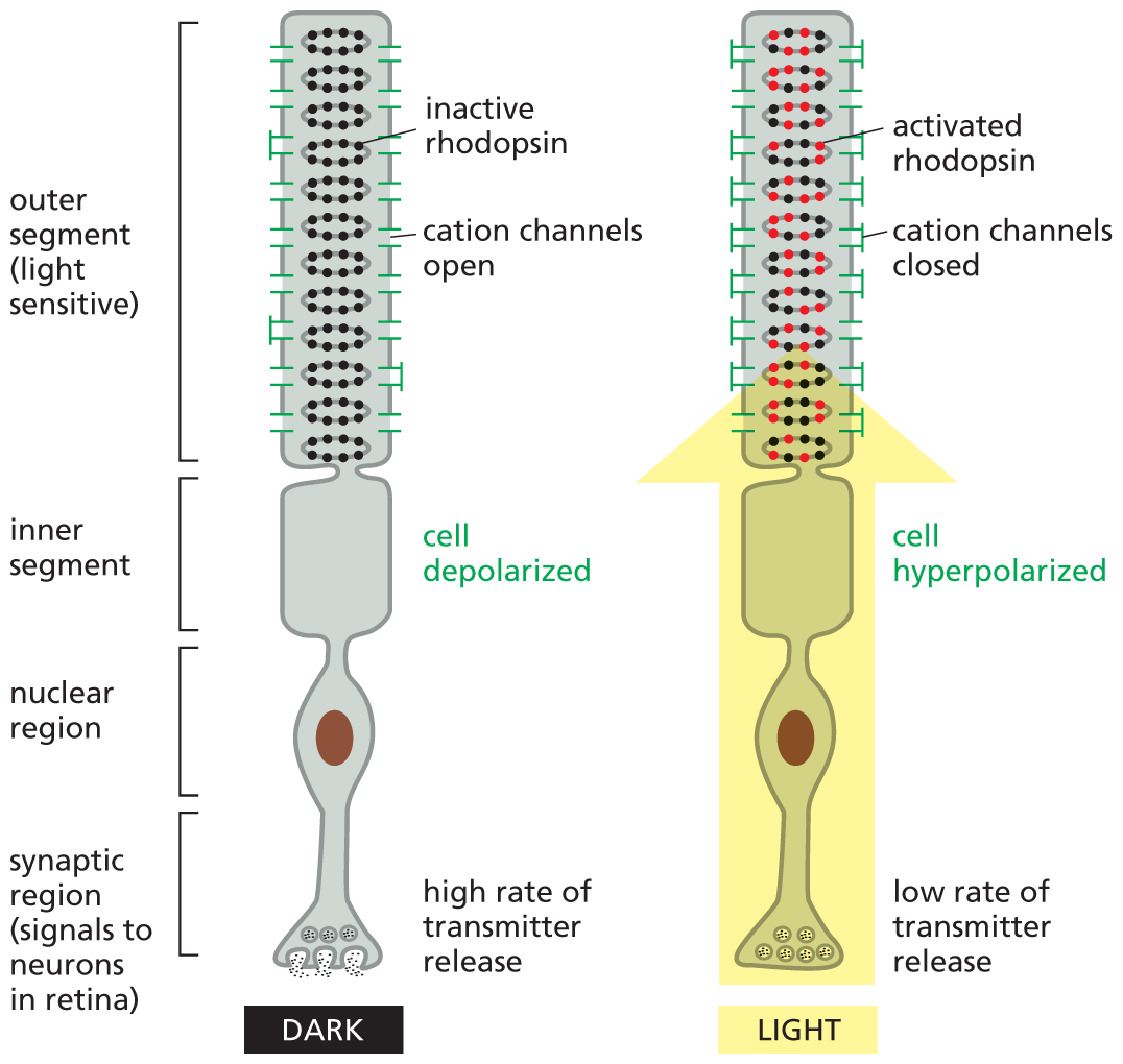 A schematic depicts a rod photoreceptor cell from the retina.