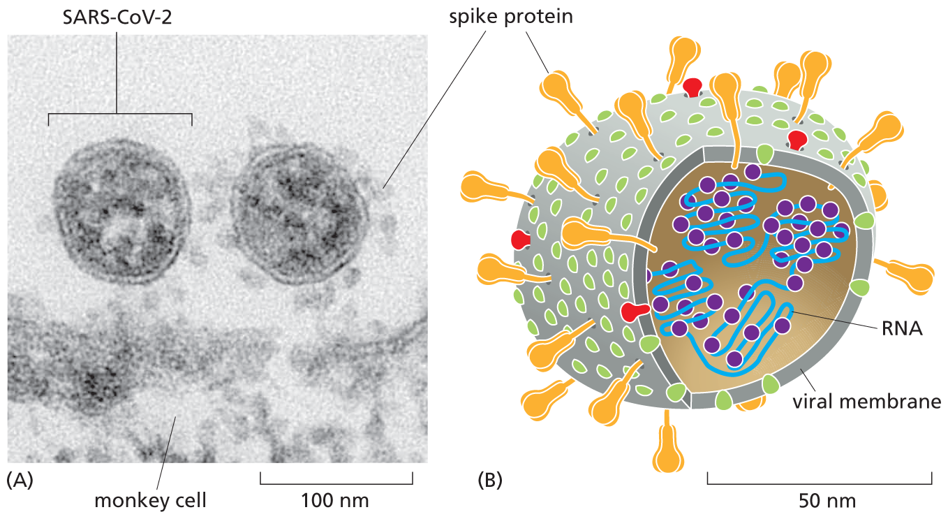 Parts A and B show a micrograph and an illustration of SARS Co V 2.