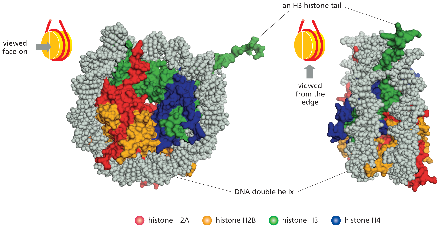 An illustration shows the top view and side view of the structure of the nucleosome determined by using x-ray diffraction.