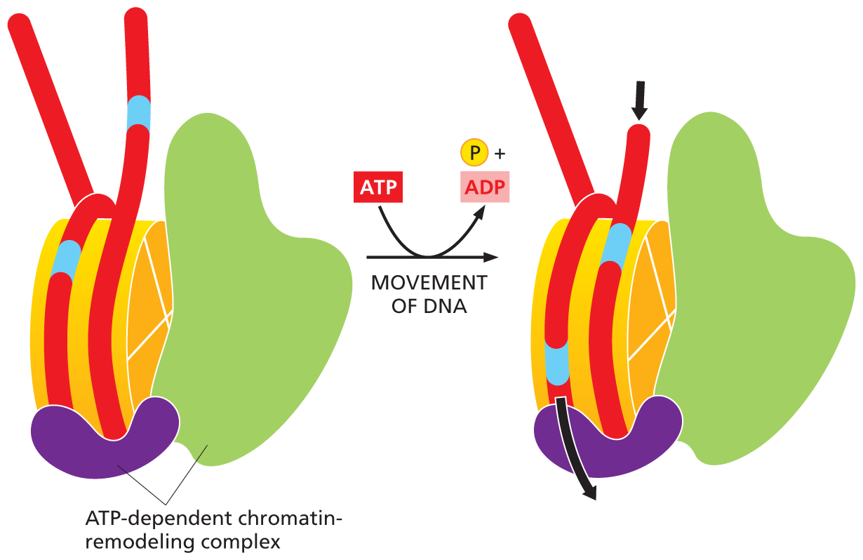 Section A is an illustration that shows the chromatin dependent complex wrapped around a nucleosome.