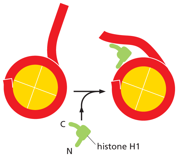 An illustration showing histone H 1 packaging of the nucleosome.