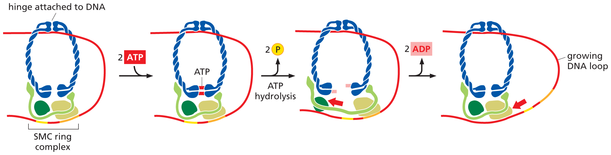 An illustration showing how the SMC complex uses ATP to form chromatin loops