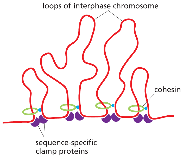 An illustration showing the loops of interphase chromosomes.