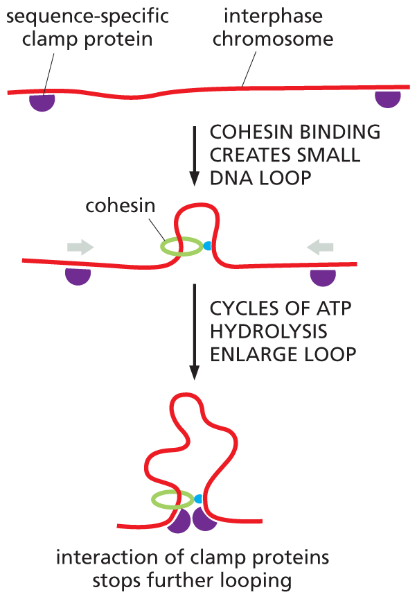 A three step illustration of how chromatin loops are formed.