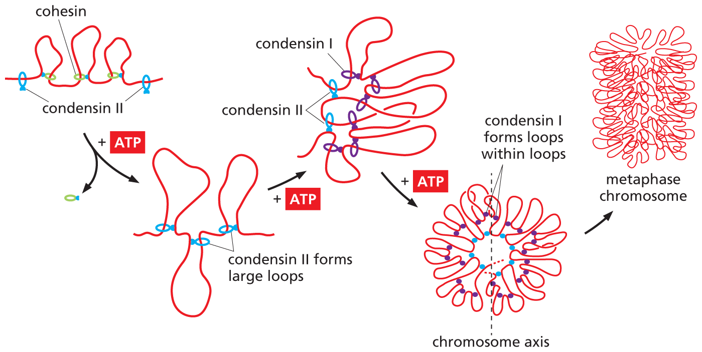 An illustration showing how condensin protein forms chromosome loops in metaphase chromosomes.