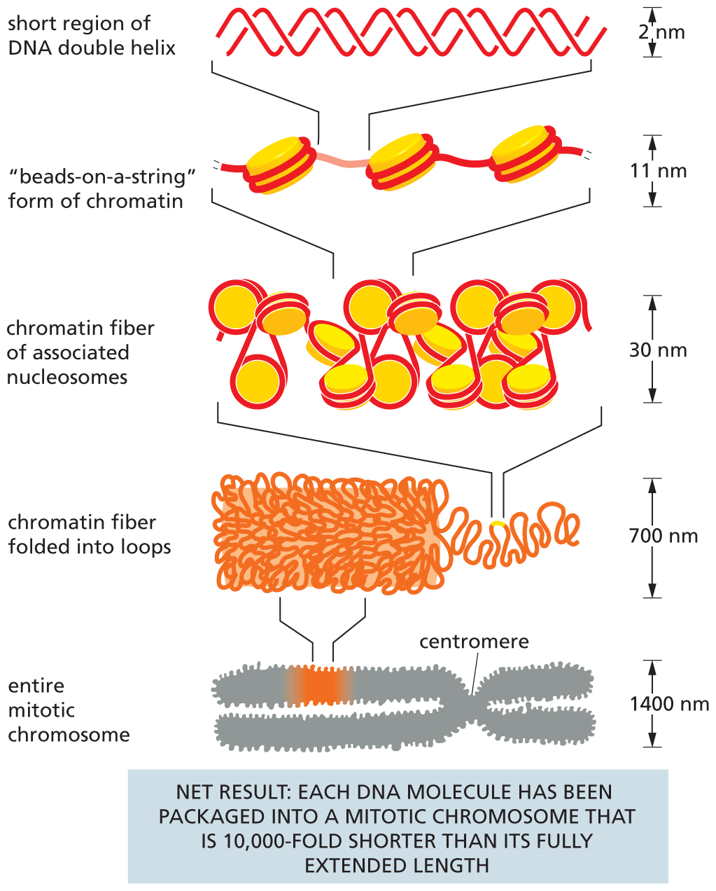 A schematic depicts several levels involved in packing of D N A.