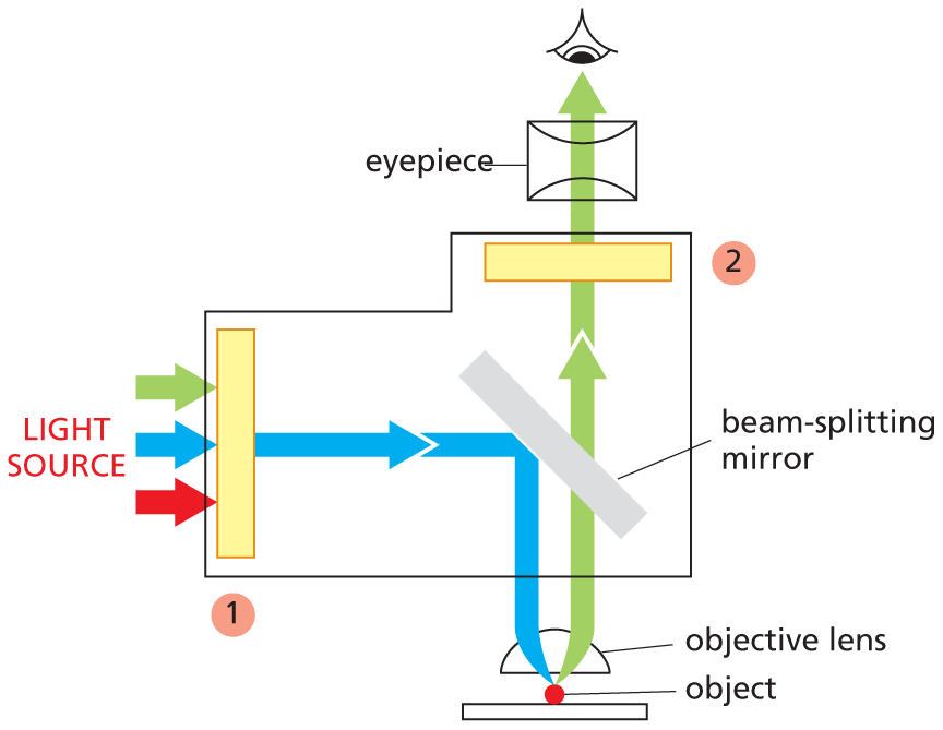 An illustration shows the light path in a fluorescence microscopy.