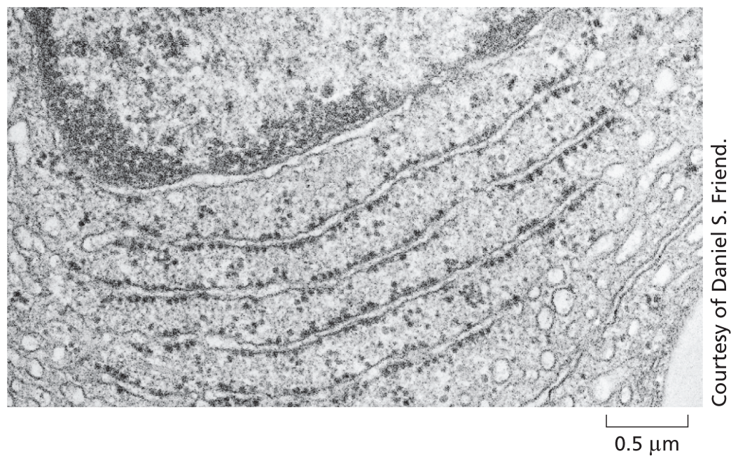 A micrograph shows an enlarged view of a cell at a scale of 0.5 micrometer.