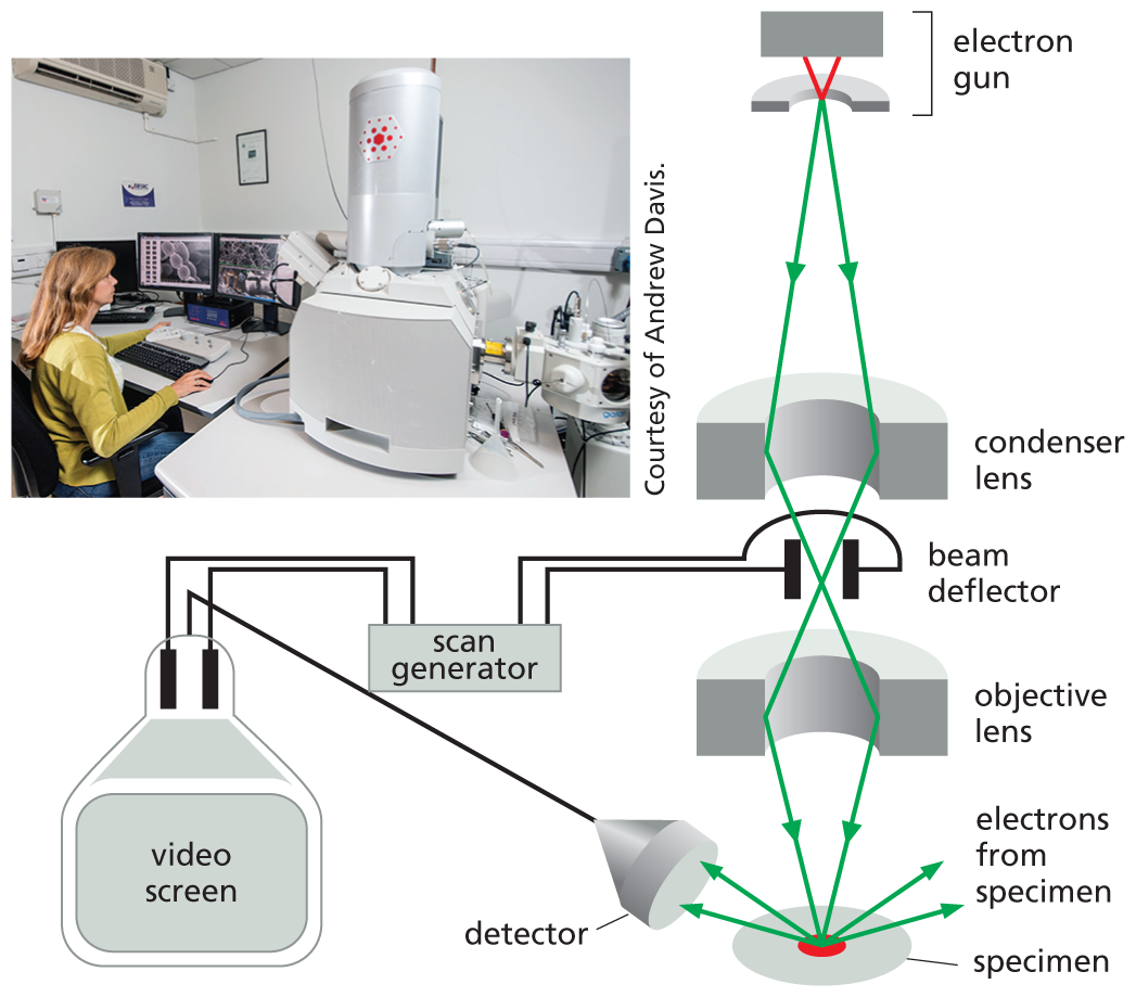 A photo shows a woman working on a computer inside a laboratory.; An illustration shows the parts of a scanning electron microscope