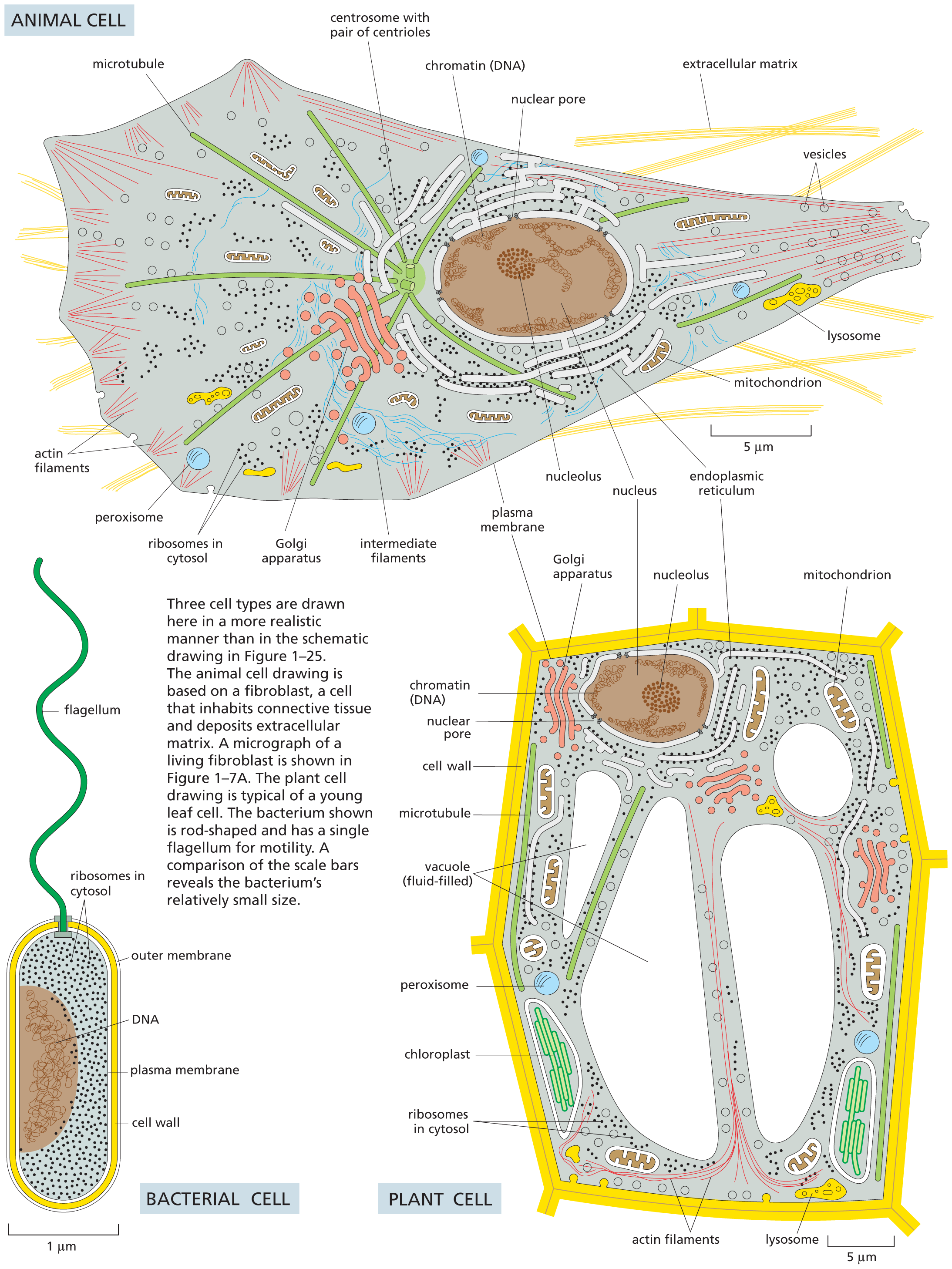 A 3 panel illustration shows an animal cell, a bacterial cell, and a plant cell.